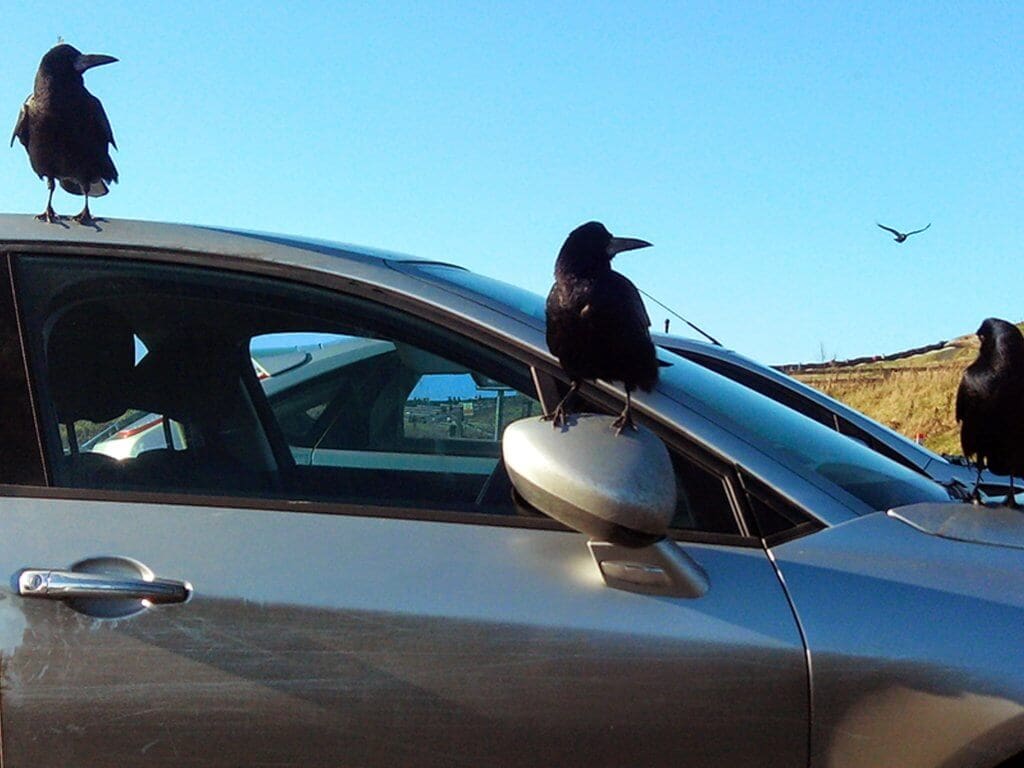 A picture of birds sitting on a car