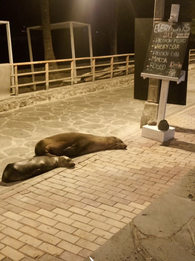 Sleeping sea lions