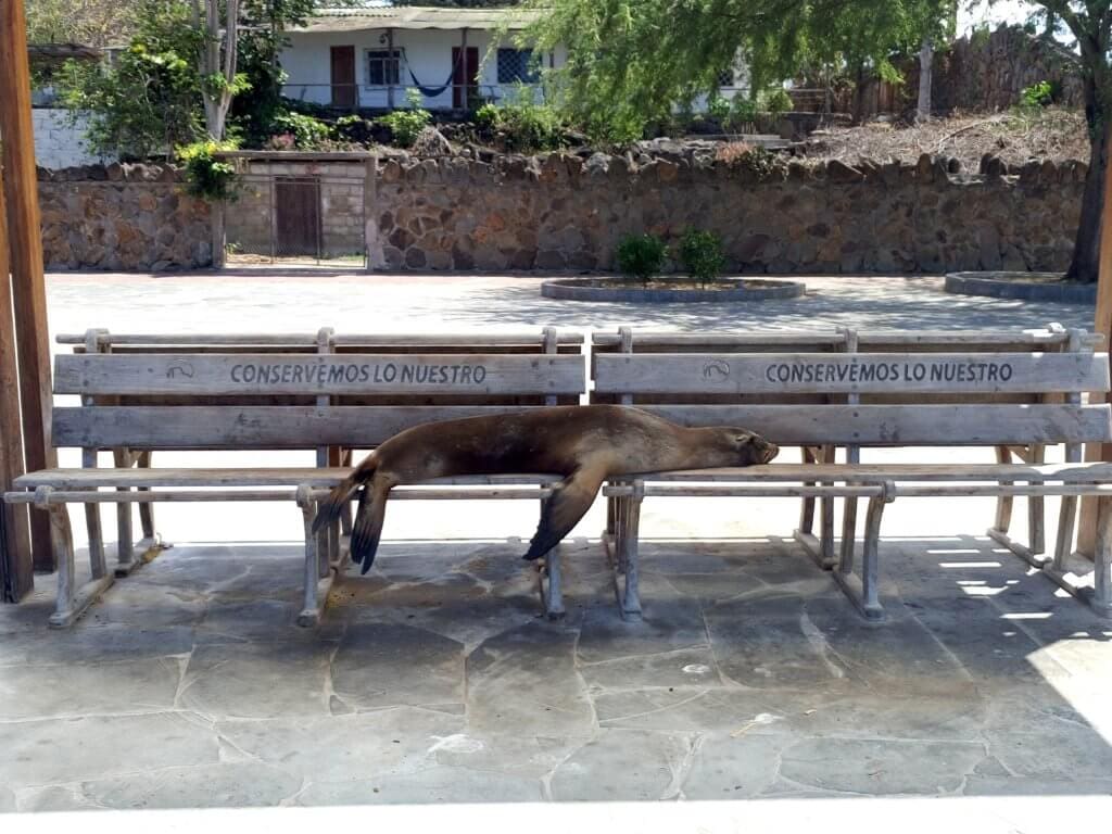 A sea lion sleeping on a bench in the Galapagos Islands.