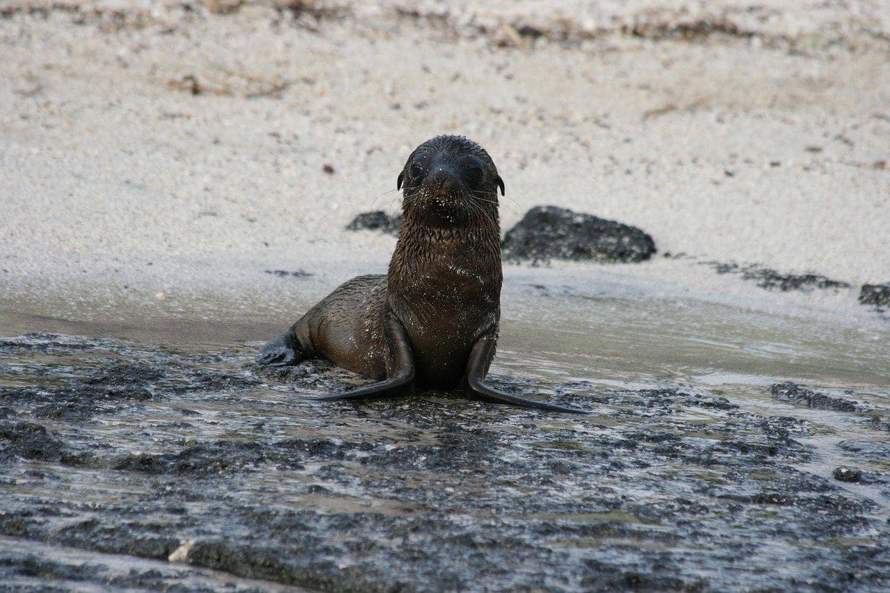 baby sea lion