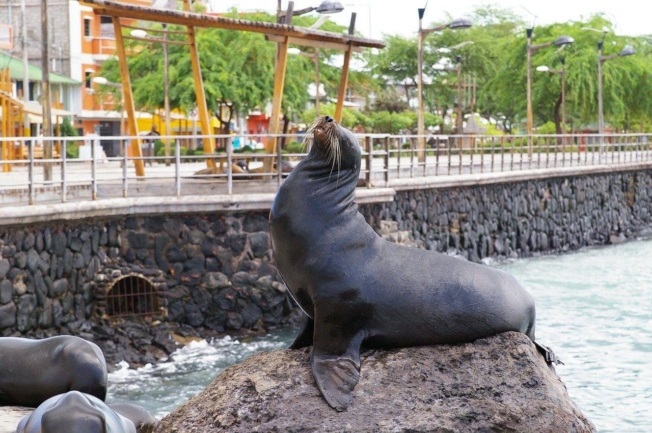 sea lion lounging in the galapagos