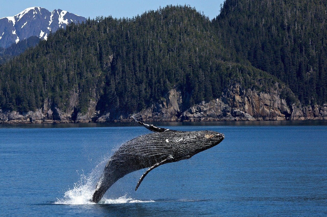 alaska whale jumping out of the water