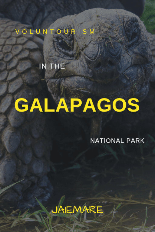 Giant tortoise in the Galapagos Island National Park