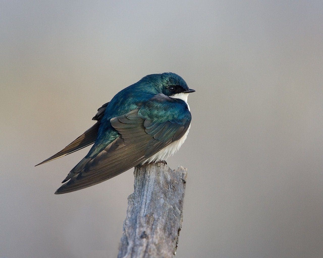 cuyahoga valley national park native bird