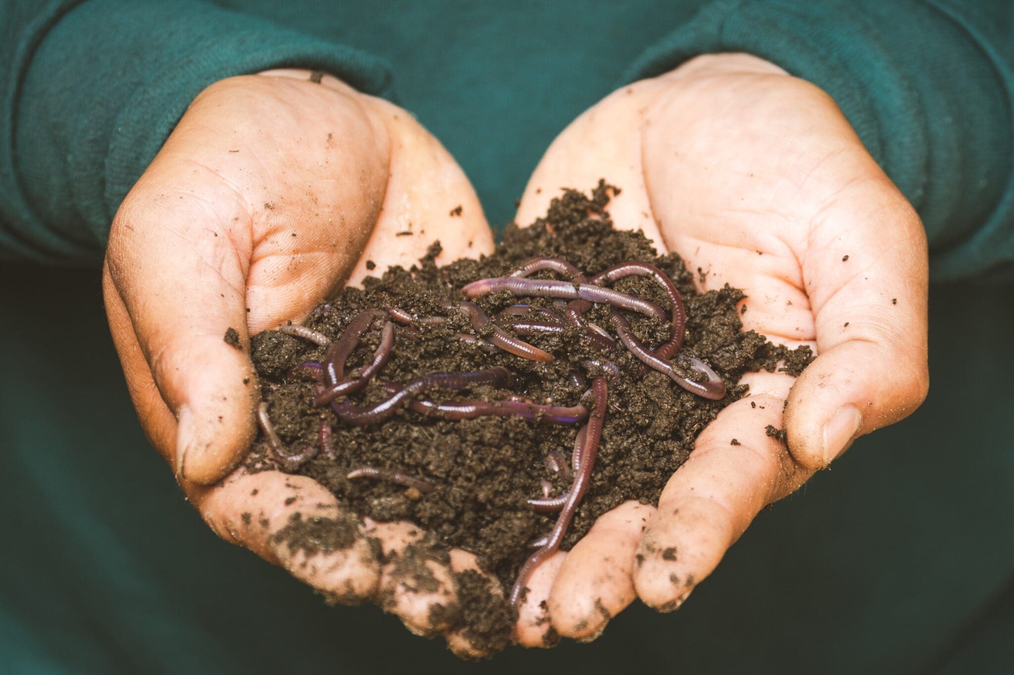 man holding vermicomposting worms